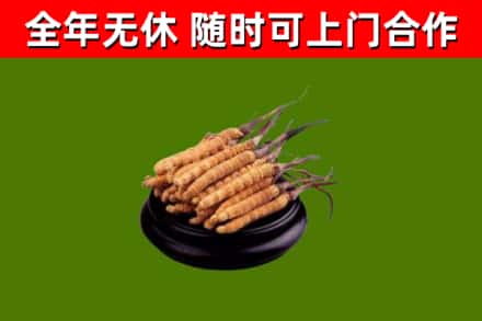 江陵回收冬虫夏草